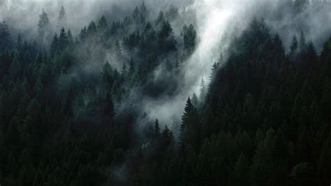 HD wallpaper: misty, forest, trees, plant, land, fog, tranquility ...