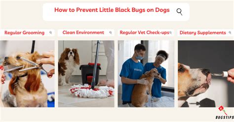 7 Little Black Bugs on Dogs Not Fleas! Effective Guide - BugsTips