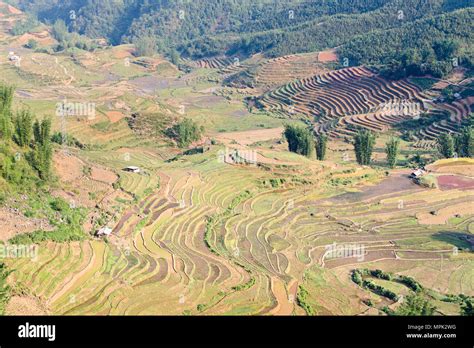 Rice terraces, Sapa, Vietnam Stock Photo - Alamy