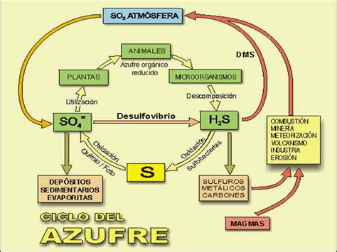 ECOLOGIA: CICLO DEL AZUFRE