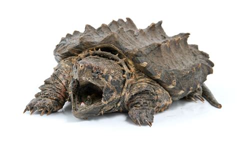 Alligator Snapping Turtle | Animal Esteem Exotic