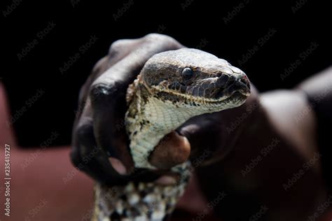 Python de Seba, Python sebae, Parc national des oiseaux du Djoudj ...