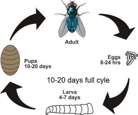 House Fly life cycle - Equine Outfitters LLC