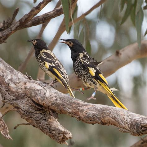 Regent Honeyeater — DIFFICULT BIRD RESEARCH GROUP