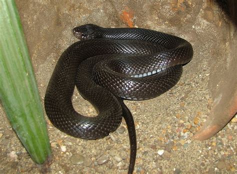 Qatar e-Nature – Desert Black Snake