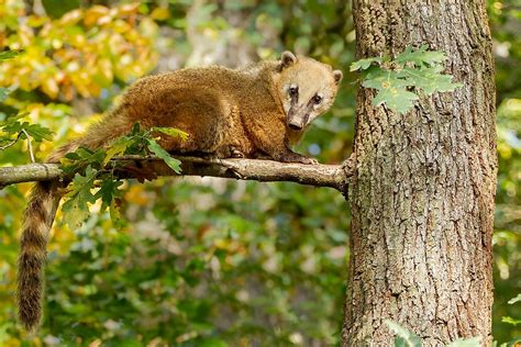 What Animals Live In The Tropical Rainforest? - WorldAtlas