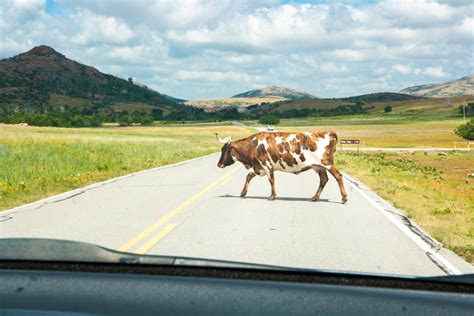 Herd Of Cows · Free Stock Photo