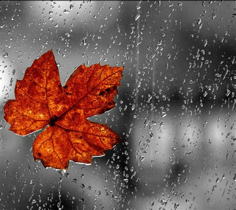 Rainy Days In Autumn Wallpapers - Wallpaper Cave