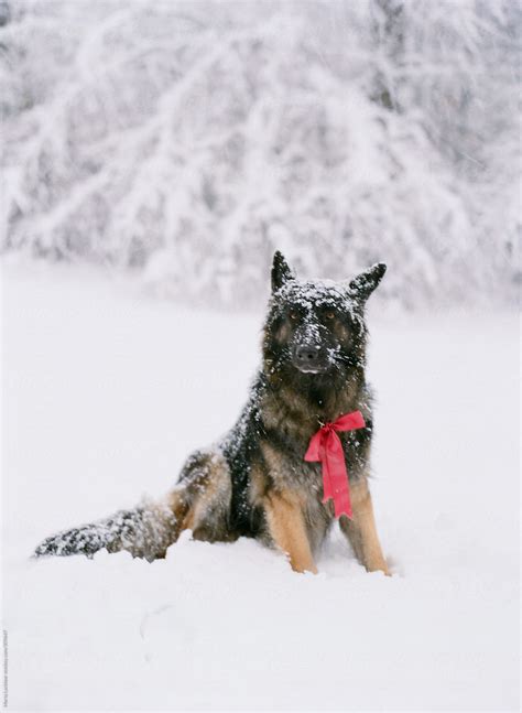 "German Shepherd Dog In The Snow With A Large Pink Bow" by Stocksy ...