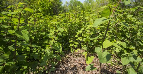 Japanese Knotweed Alliance - Invasive Species