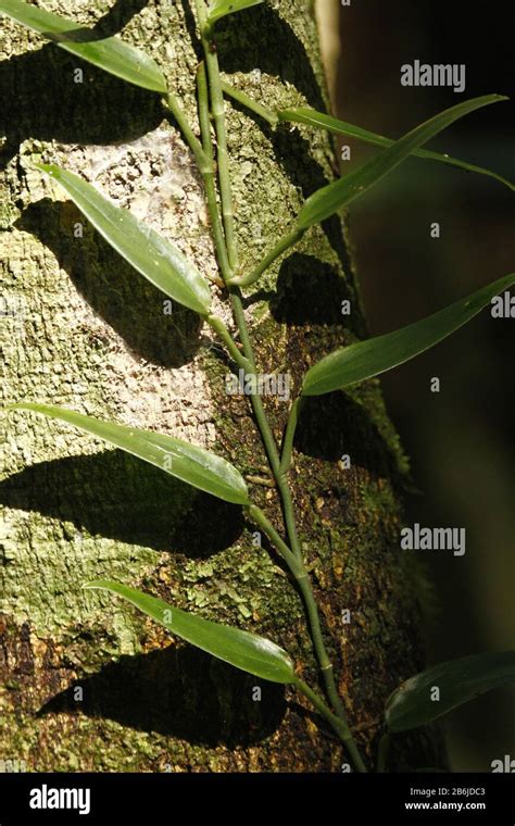 Rainforest Leaves, Sarawak Stock Photo - Alamy