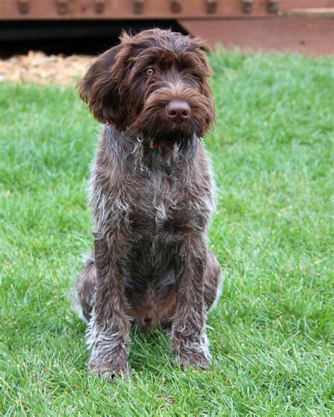 German Wirehaired Pointer Info, Temperament, Puppies, Pictures