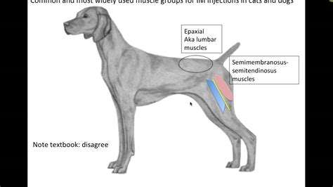 Clinical Applications Musculature (VETERINARY TECHNICIAN EDUCATION ...