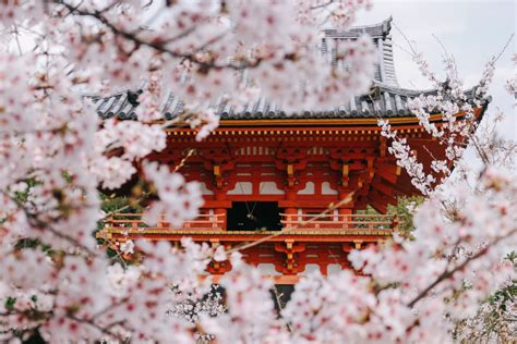 Travel Japan: Where to See Cherry Blossoms in Kyoto | Tokyo Weekender