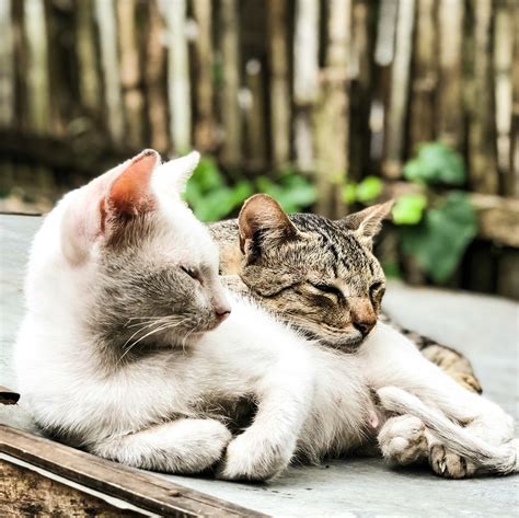 Close-Up Photography of Tabby Cats Laying · Free Stock Photo