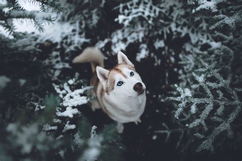 Siberian Husky Snow Wallpaper