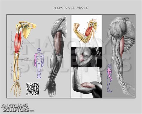 Download photos: Anatomy for sculptors pdf download