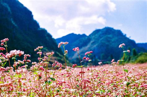 Kinh nghiệm du lịch Hà Giang mùa hoa tam giác mạch