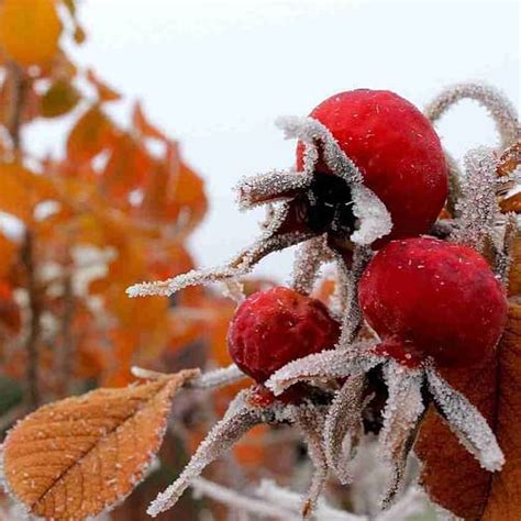 4 Easy Winter Foraging Finds (and How To Use Them) - The Outdoor Apothecary