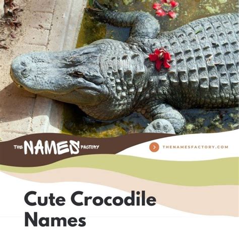 300+ Creative Crocodile Names & Alligator Names