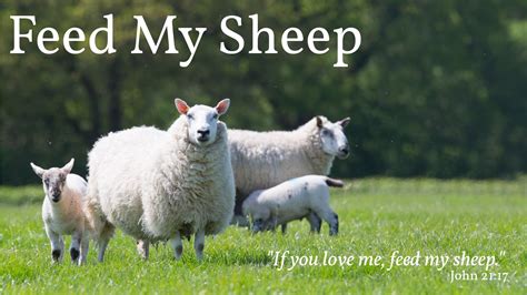 Feed My Sheep | Saint Joseph Catholic Community