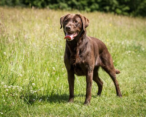 Labrador Retriever Info, Temperament, Life Span, Puppies, Pictures