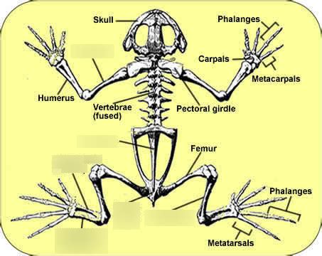 Frog skeleton Diagram | Quizlet