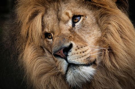 Leo - Male Lion Head, Angled Close-up by Ruth Bourne Lrps