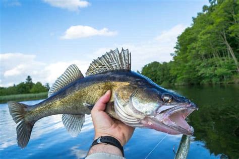 Life In Minnesota 16 Destinations for the Best Walleye Fishing in ...