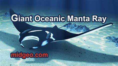 Giant Manta Ray Size Comparison - MidGeo.com - See The World With Geography