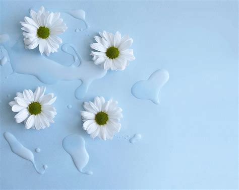 83+ Background Flower White free Download - MyWeb