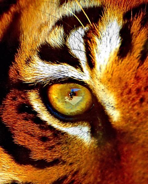 Tigers Eye Photograph by Marlo Horne