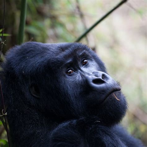 Gorilla trekking Uganda December - Bwindi Forest National Park