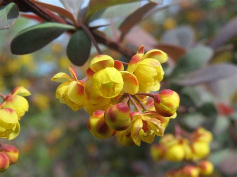 Berberis Barberry Shrub · Free photo on Pixabay