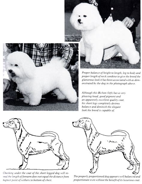 Bichon Frise History | Cambeas Bichon Frise Puppies