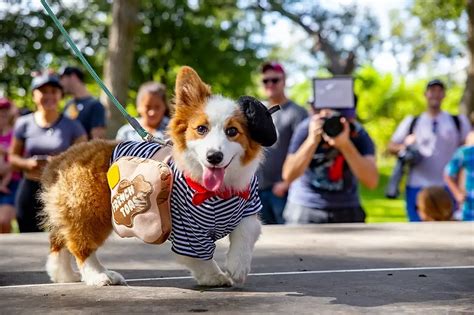 Corgi / Dog/Puppy Party "Texas Corgi Roundup Fundraiser Event 2023 ...