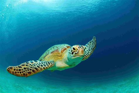 How Many Species Of Sea Turtles Are There | Examples and Forms