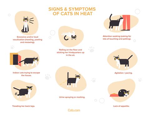 Cat in Heat (Estrus Cycles): Signs, Symptoms, and Care - Cats.com