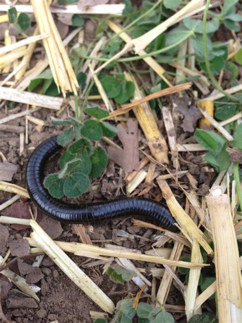 Getting to Know the Millipede - Eva Varga