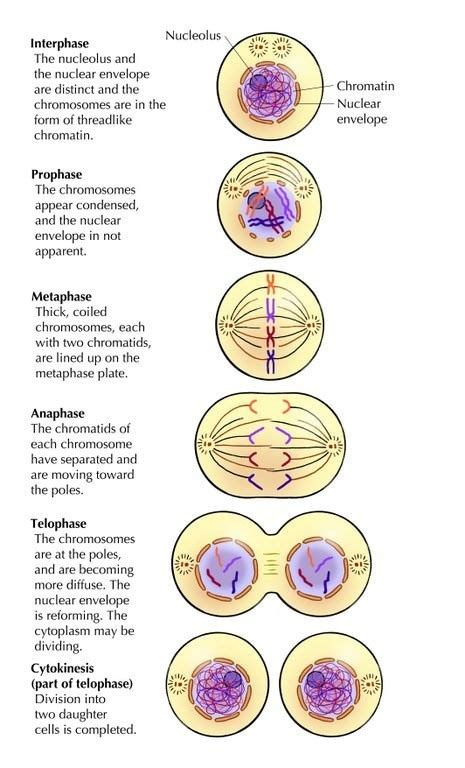 cell processes and energy Diagram | Quizlet