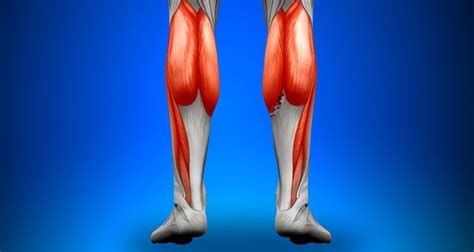 Calf Strain | Torn Calf Muscle - Treatment & Rehabilitation & Exercises