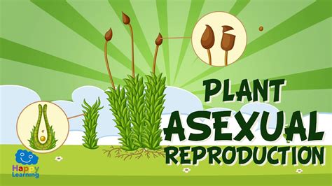 √画像をダウンロード seed reproduction examples 103241-How does a seed reproduce ...