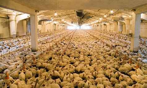 Factory Farmed Chickens: The Hidden Cost of Cheap Chicken – Jim Mason