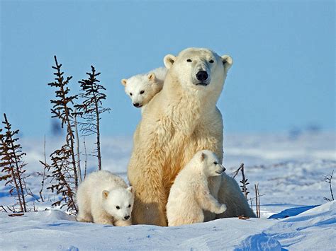 Cute Polar Bear Family