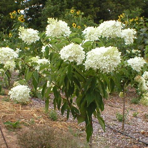 (1 Gallon) Pee Gee Hydrangea, Sun Loving,Very Cold Hardy, Lots Of White ...