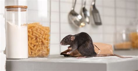 Getting Rid of Rodents: Prevention and Control - Carolina Pest