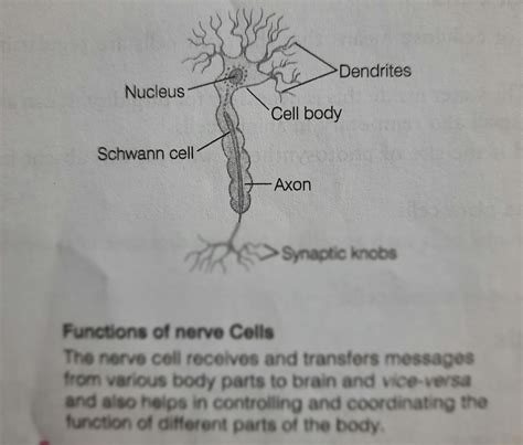 SOLUTION: Diagram and function of human nerve cell - Studypool