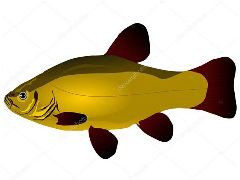 Vectors tench — Stock Vector © lapotnik #7270164