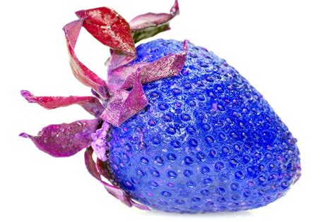 Blue strawberry stock photo. Image of rare, natural, leaves - 23438760