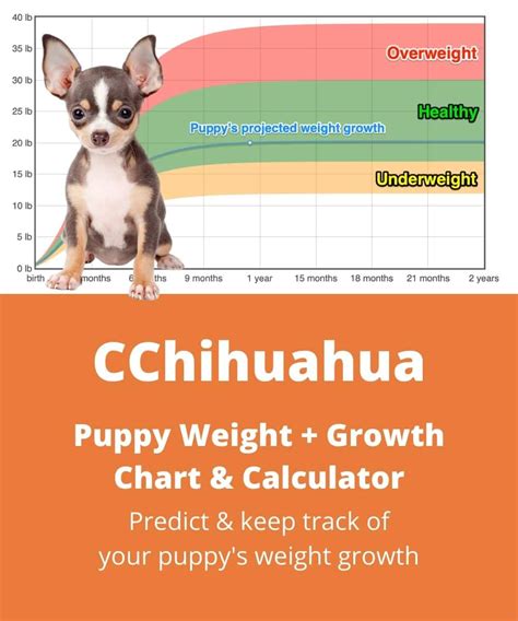 Chihuahua Weight+Growth Chart 2022 - How Heavy Will My Chihuahua Weigh ...